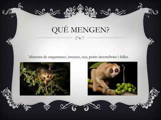 QUÈ MENGEN?


’alimenta de sargantanes, insectes, ous, petits invertebrats i fulles.




                                   2
 