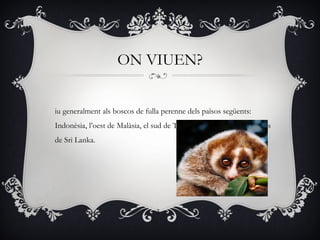 ON VIUEN?


iu generalment als boscos de fulla perenne dels països següents:
Indonèsia, l’oest de Malàsia, el sud de Tailàndia, Singapur i a les selves
de Sri Lanka.




                                  3
 