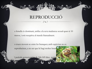 REPRODUCCIÓ

a femella és dominant, arriba a la seva maduresa sexual quan té 10
mesos, i està receptiva al mascle bianualment.


s cruen movent-se entre les branques; amb captivitat no es
reprodueixen, a no ser que hi hagi moltes branqes.


l període gestacional és de 166-169 dies; parint 1 o 2 cries, que
s’alimentaran sols a partir dels 6-7 mesos.
 