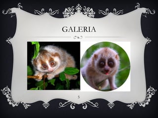 GALERIA




   5
 
