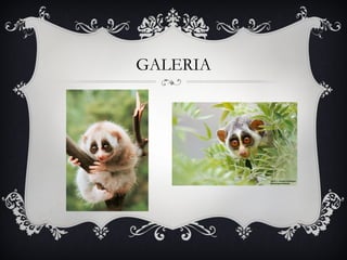 GALERIA
 