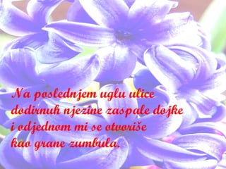 Na poslednjem uglu ulice dodirnuh njezine zaspale dojke i odjednom mi se otvoriše kao grane zumbula. 