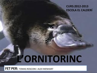 CURS:2012-2013
                                        ESCOLA EL CALDERÍ




        L’ORNITORINC
FET PER: TOMAS ROSCONI i ALEX MENHART
 