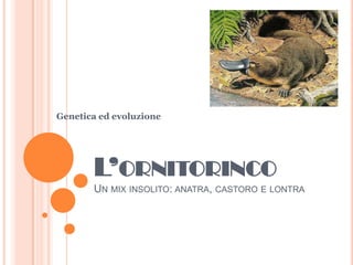 Genetica ed evoluzione L’ornitorincoUn mix insolito: anatra, castoro e lontra 