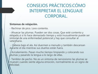 Ahuecar Pluma Loros Yacos | PPTX