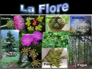 3ème Concours Régional Multimédia de Lublin. Lorraine 2-Milena Lipiec,Łukasz Klin,Zuzanna Toruń-Gim9 Lublin.