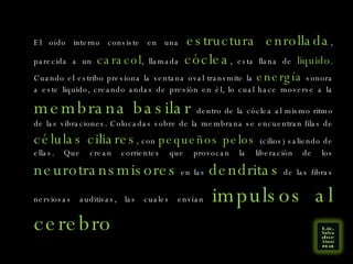 El oído interno consiste en una  estructura enrollada , parecida a un  caracol , llamada  cóclea , esta llana de  liquido . Cuando el estribo presiona la ventana oval transmite la  energía  sonora a este liquido, creando andas de presión en él, lo cual hace moverse a la  membrana basilar  dentro de la cóclea al mismo ritmo de las vibraciones. Colocadas sobre de la membrana se encuentran filas de  células ciliares , con  pequeños pelos  (cilios) saliendo de ellas. Que crean corrientes que provocan la liberación de los  neurotransmisores  en las  dendritas  de las fibras nerviosas auditivas, las cuales envían  impulsos al cerebro 