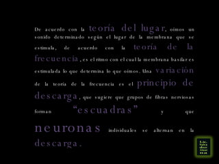 De acuerdo con la  teoría del lugar , oímos un sonido determinado según el lugar de la membrana que se estimula, de acuerdo con la  teoría de la frecuencia , es el ritmo con el cual la membrana basilar es estimulada lo que determina lo que oímos. Una  variación  de la teoría de la frecuencia es el  principio de descarga , que sugiere que grupos de fibras nerviosas forman  “escuadras”  y que  neuronas  individuales se alternan en la  descarga.   