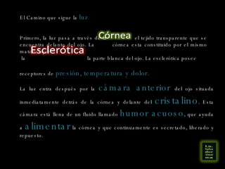 El Camino que sigue la  luz La luz entra después por la  cámara anterior  del ojo situada inmediatamente detrás de la córnea y delante del  cristalino . Esta cámara está llena de un fluido llamado  humor acuoso , que ayuda a  alimentar  la córnea y que continuamente es secretado, liberado y repuesto.  Primero, la luz pasa a través de la el tejido transparente que se encuentra delante del ojo. La córnea esta constituido por el mismo material que la la parte blanca del ojo. La esclerótica posee  receptores de  presión, temperatura y dolor.  