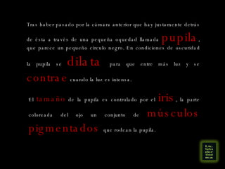 Tras haber pasado por la cámara anterior que hay justamente detrás de ésta a través de una pequeña oquedad llamada  pupila , que parece un pequeño círculo negro. En condiciones de oscuridad la pupila se  dilata  para que entre más luz y se  contrae  cuando la luz es intensa. El  tamaño  de la pupila es controlado por el  iris , la parte coloreada del ojo un conjunto de  músculos pigmentados  que rodean la pupila.  