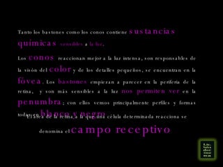 Tanto los bastones como los conos contiene  sustancias químicas  sensibles  a  la luz . Los  conos  reaccionan mejor a la luz intensa, son responsables de la visón del  color  y de los detalles pequeños, se encuentran en la  fóvea . Los  bastones  empiezan a parecer en la periferia de la retina,  y son más sensibles a la luz  nos permiten ver  en la  penumbra ; con ellos vemos principalmente perfiles y formas todas en  blanco y negro  El área de la retina a la que una célula determinada reacciona se denomina el  campo receptivo  