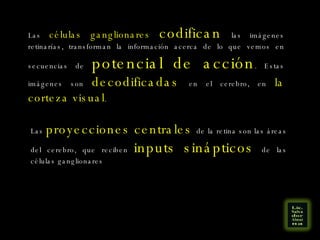 Las  células ganglionares  codifican  las imágenes retinarías, transforman la información acerca de lo que vemos en secuencias de  potencial de acción . Estas imágenes son  decodificadas  en el cerebro, en  la corteza visual .  Las  proyecciones centrales  de la retina son las áreas del cerebro, que reciben  inputs sinápticos  de las células ganglionares  