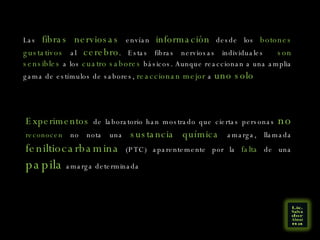 Las  fibras nerviosas  envían  información  desde los  botones gustativos  al  cerebro . Estas fibras nerviosas individuales  son sensibles  a los  cuatro sabores  básicos. Aunque reaccionan a una amplia gama de estímulos de sabores,  reaccionan mejor  a  uno solo  Experimentos  de laboratorio han mostrado que ciertas personas  no   reconocen  no nota una  sustancia química  amarga, llamada  feniltiocarbamina  (PTC) aparentemente por la  falta  de una  papila  amarga determinada  