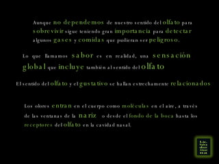 Aunque  no dependemos  de nuestro sentido del  olfato  para  sobrevivir  sigue teniendo gran  importancia  para  detectar   algunos  gases  y  comidas  que pudieran ser  peligroso . Lo que llamamos  sabor  es en realidad, una  sensación global  que  incluye  también al sentido del  olfato   El sentido del  olfato  y el  gustativo  se hallan estrechamente  relacionados Los olores  entran  en el cuerpo como  moléculas  en el aire, a través de las ventanas de la  nariz  o desde el  fondo de la boca  hasta los  receptores  del  olfato  en la cavidad nasal. 