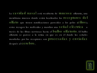 La  cavidad nasal  está recubierta de  mucosa  olfatoria, una membrana mucosa donde están localizados los  receptores del olfato  que tienen ramificaciones parecidas a los pelos ( cilios ); estos recogen las moléculas y mandan una  señal eléctrica  a través de las fibras nerviosas hasta el  bulbo olfatorio . El bulbo olfatorio se parece a la retina en que es en él donde las señales mandadas por los receptores son  procesadas y enviadas  después al  cerebro. 