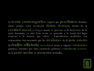 La  teoría cromatográfica  sugiere que  percibimos  distintos olores porque estos reconocen  distinta distancia  dentro de la  cavidad nasal , y el  lugar  donde se  posan  en la  mucosa  de la nariz determina su olor. Esta teoría es parecida a la teoría del lugar respecto a la manera que oímos . Experimentos realizados con salamandras han mostrado que las  neuronas  de la  parte anterior  del  bulbo olfatorio  reaccionan  mejor a algunas  sustancias  químicas, mientras que otras sustancias químicas  estimulan  las  neuronas  de la  parte media o posterior  del bulbo . 