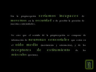 Sin la propiocepción  seríamos incapaces  de  movernos  en la  oscuridad  o de percibir la posición de nuestras extremidades. Se cree que el sentido de la propiocepción se compone de información de  neuronas sensoriales  que están en el  oído medio  (movimiento y orientación), y de los  receptores de estiramiento  de los  músculos  (postura). 