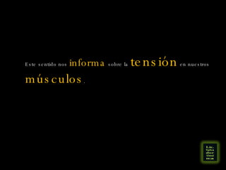 Este sentido nos  informa  sobre la  tensión  en nuestros  músculos . 