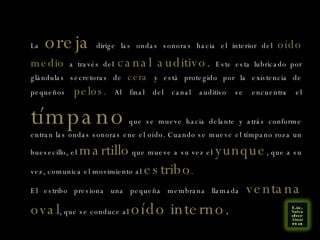La  oreja  dirige las ondas sonoras hacia el interior del  oído medio  a través del  canal auditivo.  Este esta lubricado por glándulas secretoras de  cera  y está protegido por la existencia de pequeños  pelos . Al final del canal auditivo se encuentra el  tímpano  que se mueve hacia delante y atrás conforme entran las ondas sonoras ene el oído. Cuando se mueve el tímpano roza un huesecillo, el  martillo  que mueve a su vez el  yunque , que a su vez, comunica el movimiento al  estribo .  El estribo presiona una pequeña membrana llamada  ventana oval , que se conduce al  oído interno. 