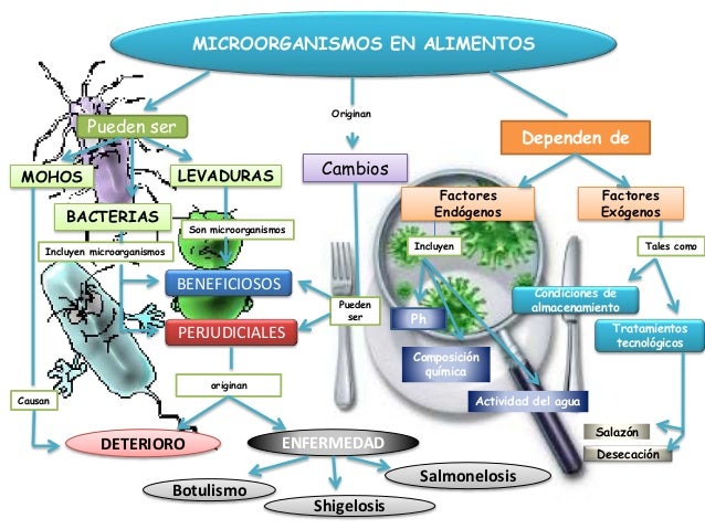 Los alimentos y los microorganismos
