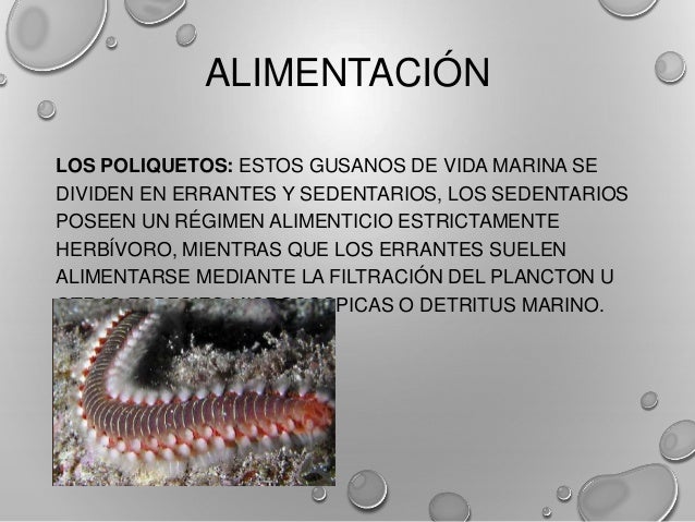 Los anelidos