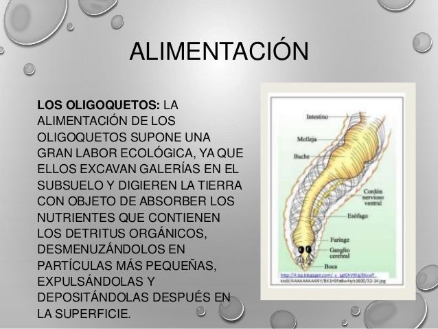 Los anelidos
