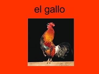 el gallo 