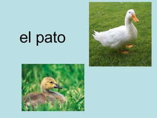 el pato 