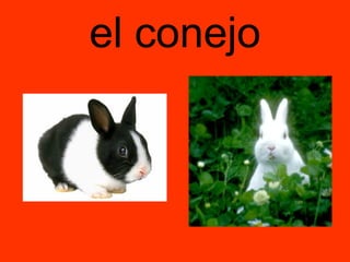 el conejo 