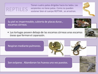 REPTILES Tienen cuatro patas dirigidas hacia los lados. Las serpientes no tiene patas. Como no pueden sostener bien el cuerpo REPTAN , se arrastran. 
