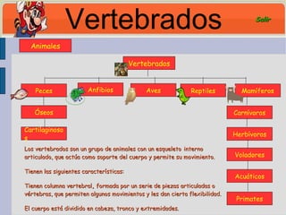 Vertebrados Vertebrados Óseos Mamíferos Reptiles Anfibios Peces Acuáticos Voladores Herbívoros Carnívoros Primates Los vertebrados son un grupo de animales con un esqueleto   interno articulado, que actúa como soporte del cuerpo y permite su movimiento. Tienen las siguientes características: Tienen columna vertebral ,  formada por un serie de piezas articuladas o vértebras, que permiten algunos movimientos y les dan cierta flexibilidad. El cuerpo está dividido en cabeza, tronco y extremidades. Cartilaginosos Aves Animales Salir 