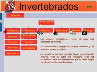 Invertebrados Gusanos Equidermos Medusas Esponjas Gasterópodos Bivalvos Los animales invertebrados forman el grupo más numerosos de animales.  Los invertebrados carecen de columna vertebral y de esqueleto interno articulado. La mayoría de los invertebrados tienen una protección externa, como si fuera una armadura, como los escarabajos, pero hay invertebrados que no tienen ningún tipo de protección, como los pulpos. Animales Miriápodos Crustáceos Arácnidos Insectos Artrópodos Cefalópodos Moluscos Invertebrados Salir 