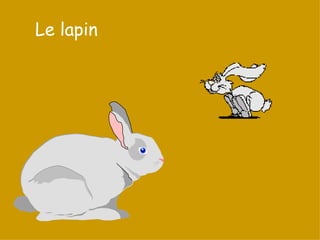Le lapin