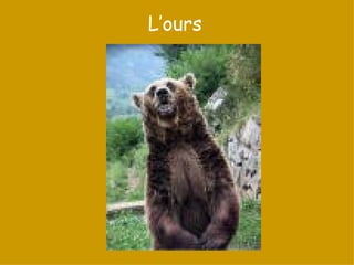 L’ours