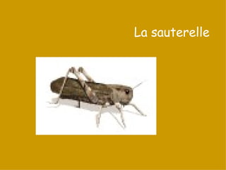 La sauterelle