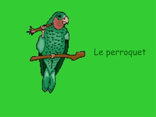 Le perroquet