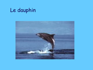 Le dauphin