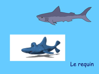 Le requin