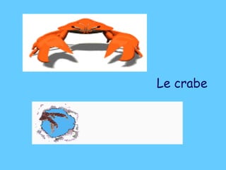 Le crabe