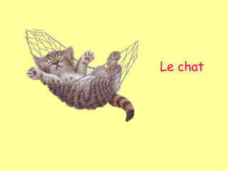 Le chat 