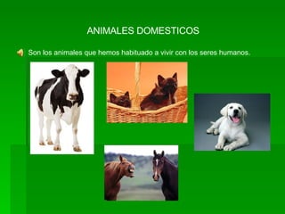 ANIMALES DOMESTICOS Son los animales que hemos habituado a vivir con los seres humanos. 