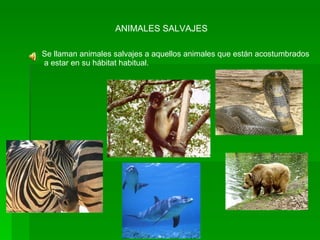 ANIMALES SALVAJES Se llaman animales salvajes a aquellos animales que están acostumbrados a estar en su hábitat habitual. 