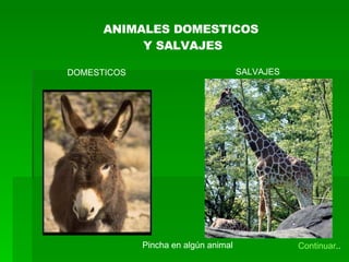 ANIMALES DOMESTICOS  Y SALVAJES DOMESTICOS SALVAJES Pincha en algún animal ANIMALES DOMESTICOS  Y SALVAJES DOMESTICOS SALVAJES Pincha en algún animal Continuar .. 