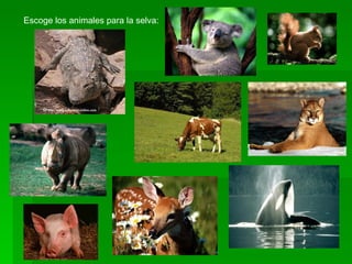 Escoge los animales para la selva: 