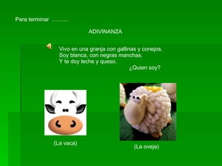 Para terminar  ……… ADIVINANZA Vivo en una granja con gallinas y conejos. Soy blanca, con negras manchas. Y te doy leche y queso. ¿Quien soy? (La vaca) (La oveja) 