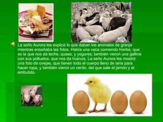 La seño Aurora les explicó lo que daban los animales de granja mientras enseñaba las fotos. Había una vaca comiendo hierba, que es la que nos da leche, queso, y yogures; también vieron una gallina con sus polluelos, que nos da huevos. La seño Aurora les mostró una foto de ovejas, que tienen todo el cuerpo lleno de lana para hacer ropa, y también vieron un cerdo, del que sale el jamón y el embutido. 