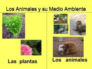 Los Animales y su Medio Ambiente Las  plantas Los  animales Los Animales y su Medio Ambiente 