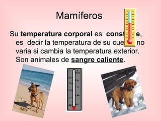 Los Animales3