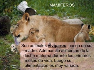 Los Animales3