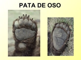 PATA DE OSO 